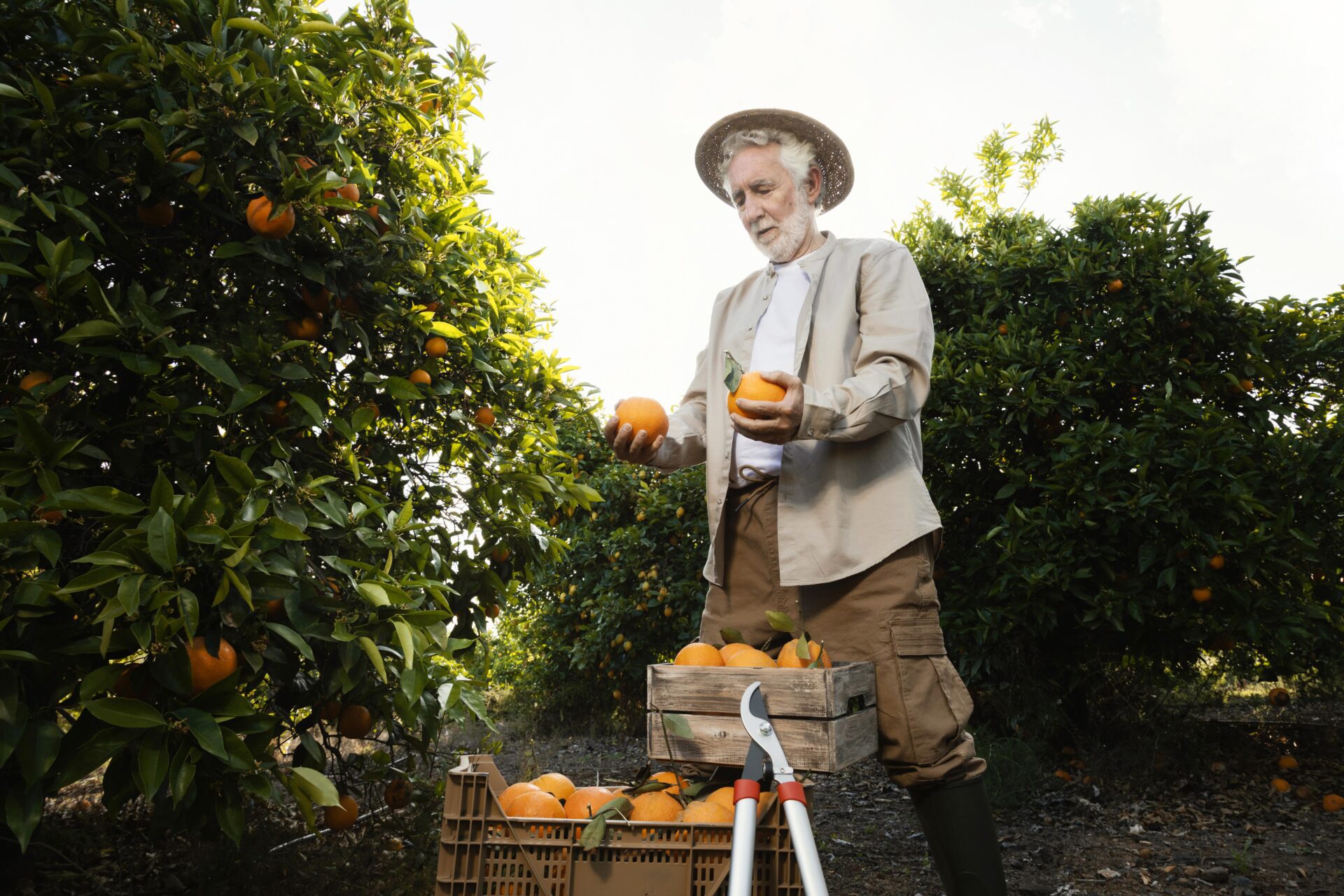 citricultura idoso agro plantio colheita kom